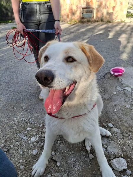 Nuage splendida giovanotta cerca famiglia  | Foto 2