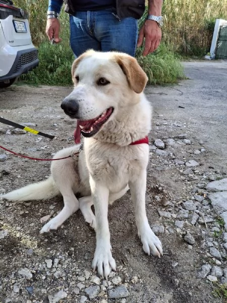 Nuage splendida giovanotta cerca famiglia  | Foto 1