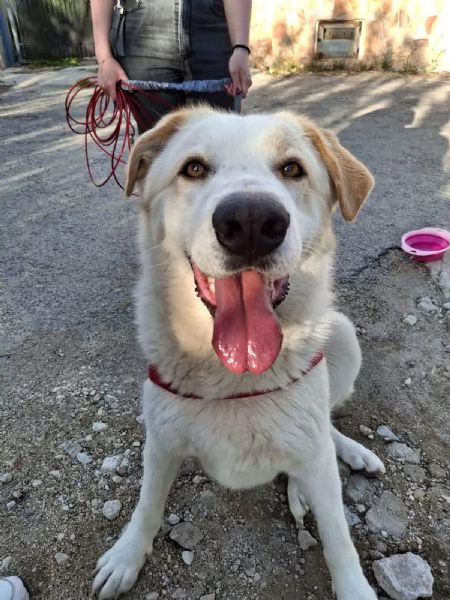 Nuage splendida giovanotta cerca famiglia 