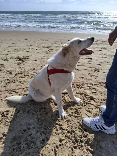 Nuage splendida giovanotta cerca famiglia  | Foto 0