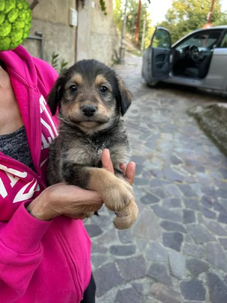 Toby Dolce Cucciolo Cerca Famiglia  | Foto 2