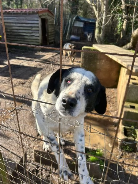 Ben Splendido Giovanotto Cerca Famiglia  | Foto 2