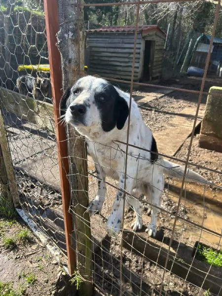 Ben Splendido Giovanotto Cerca Famiglia  | Foto 1