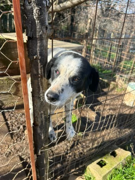 Ben Splendido Giovanotto Cerca Famiglia  | Foto 0
