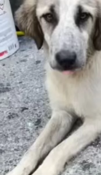 Gracy splendida giovanotta cerca famiglia  | Foto 3