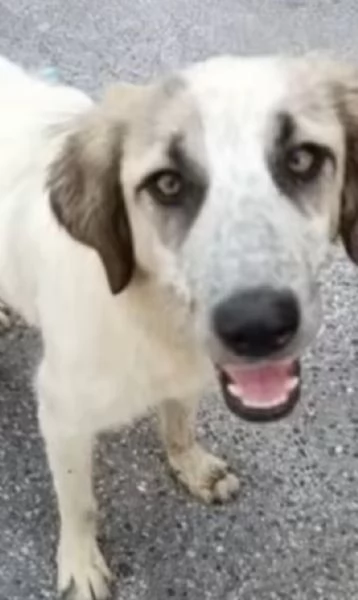 Gracy splendida giovanotta cerca famiglia  | Foto 2