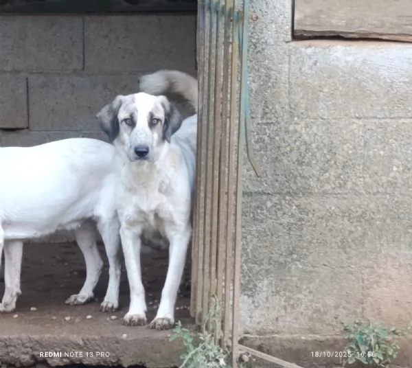 Gracy splendida giovanotta cerca famiglia  | Foto 1