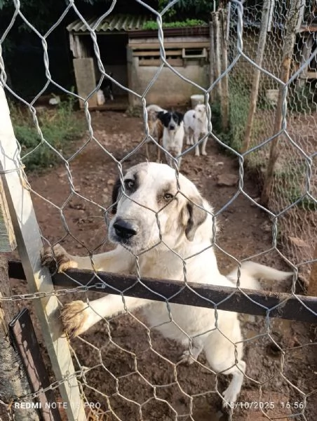 Gracy splendida giovanotta cerca famiglia 