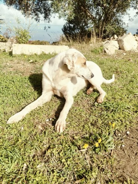 Dina splendida giovane cagnolina cerca famiglia  | Foto 4
