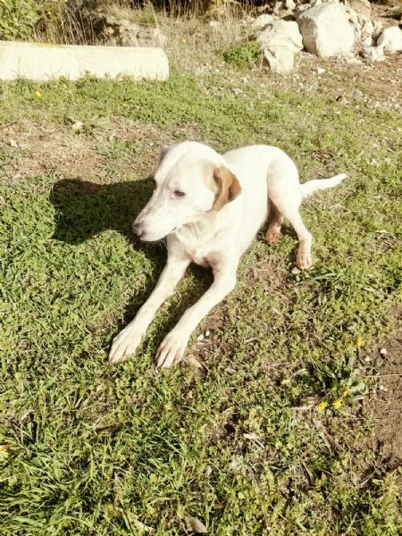 Dina splendida giovane cagnolina cerca famiglia  | Foto 2