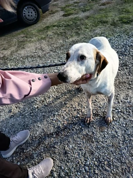 Dina splendida giovane cagnolina cerca famiglia  | Foto 0