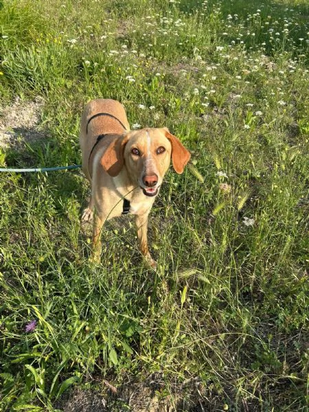 Rosy meravigliosa giovane simil segugio cerca famiglia  | Foto 3