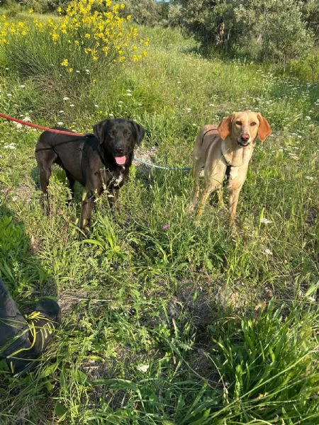 Roby Splendido Giovane Simil Labrador Cerca Casa  | Foto 3