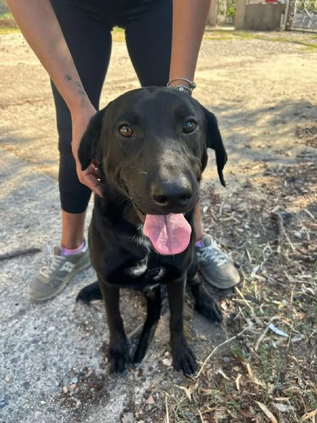 Roby Splendido Giovane Simil Labrador Cerca Casa 