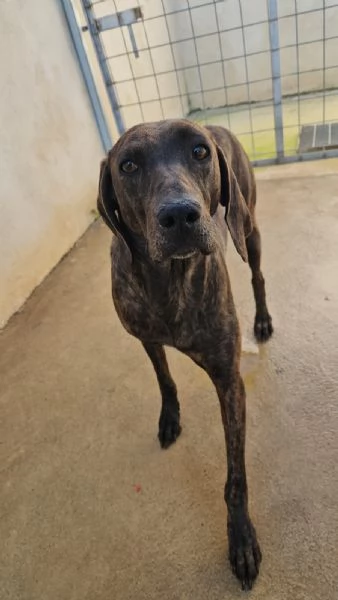 Michele splendido giovane Segugio Plott Hound 