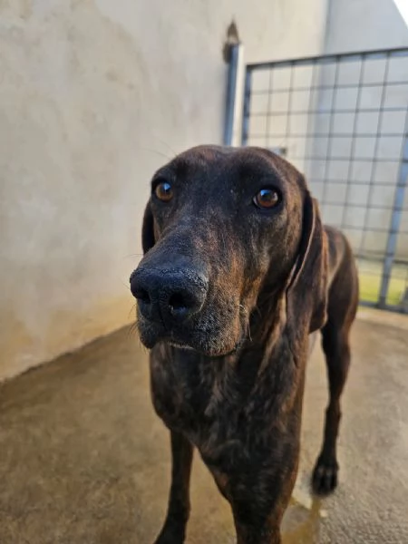 Michele splendido giovane Segugio Plott Hound  | Foto 3