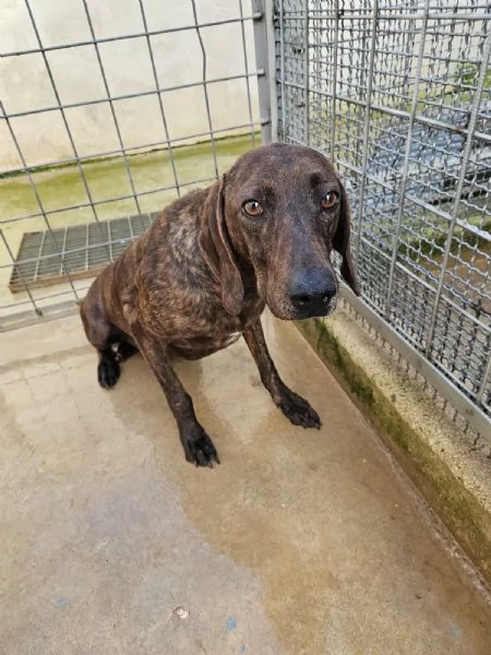 Michele splendido giovane Segugio Plott Hound  | Foto 2