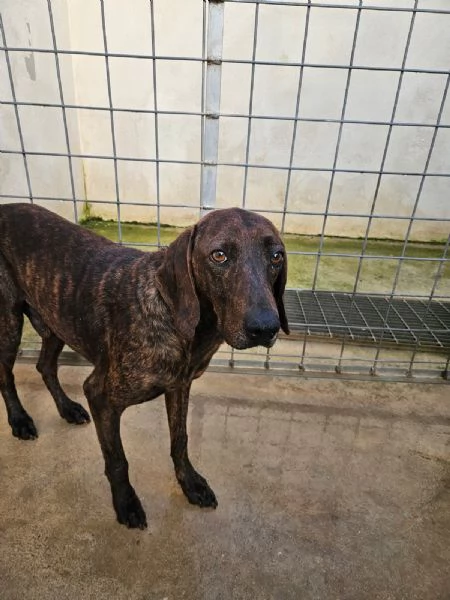 Michele splendido giovane Segugio Plott Hound  | Foto 0