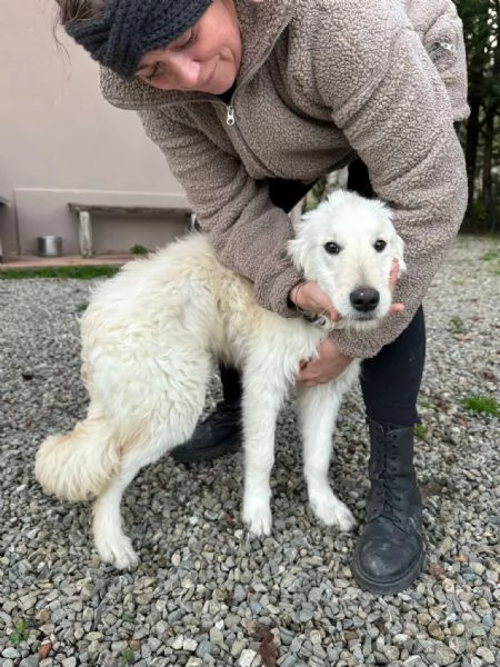 Lilly meravigliosa dolce cucciola simil Pastore cerca casa  | Foto 5