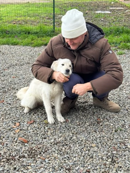Lilly meravigliosa dolce cucciola simil Pastore cerca casa  | Foto 4