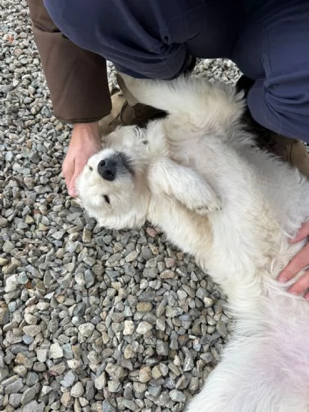 Lilly meravigliosa dolce cucciola simil Pastore cerca casa  | Foto 2