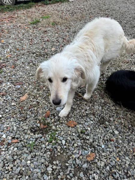 Lilly meravigliosa dolce cucciola simil Pastore cerca casa  | Foto 1