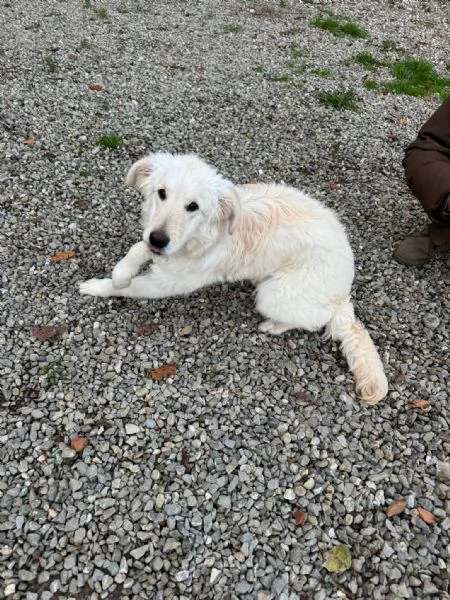 Lilly meravigliosa dolce cucciola simil Pastore cerca casa  | Foto 0