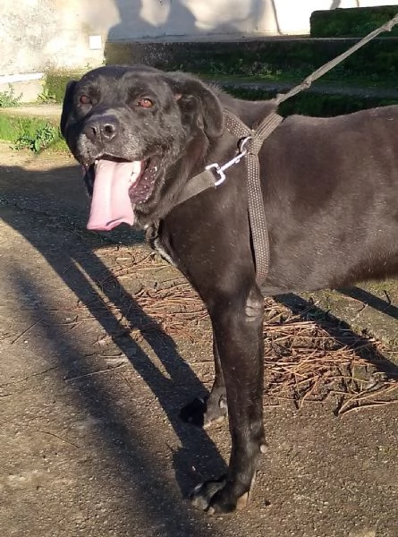Thor splendido simil cane corso cerca famiglia  | Foto 5