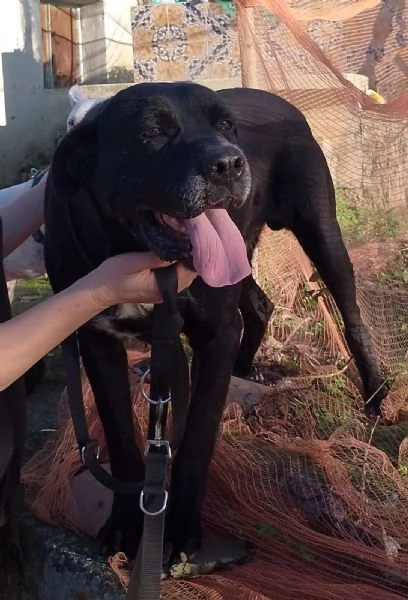 Thor splendido simil cane corso cerca famiglia  | Foto 4