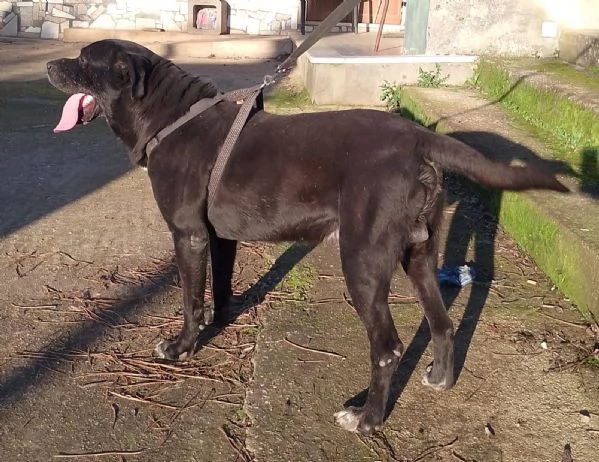 Thor splendido simil cane corso cerca famiglia  | Foto 3
