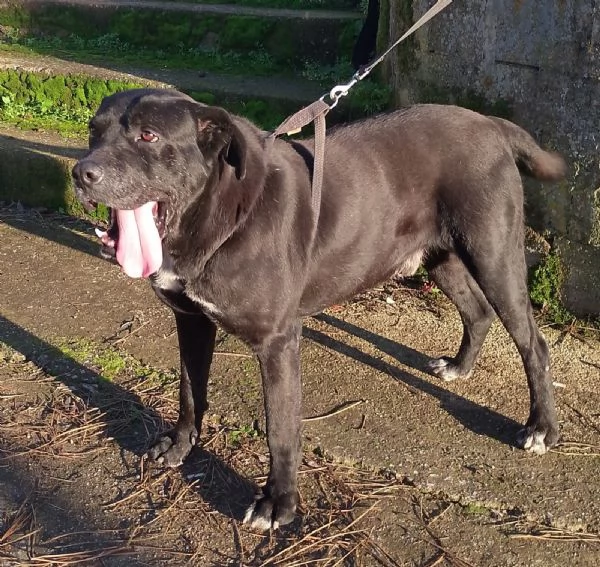 Thor splendido simil cane corso cerca famiglia  | Foto 2