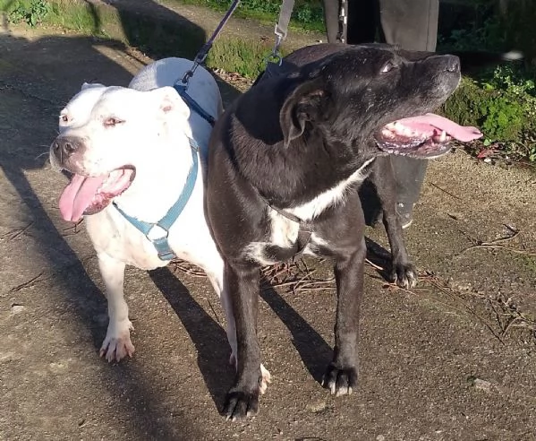 Thor splendido simil cane corso cerca famiglia  | Foto 1