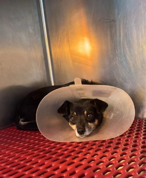 Fortuna splendida giovane cagnolina tg piccola | Foto 1