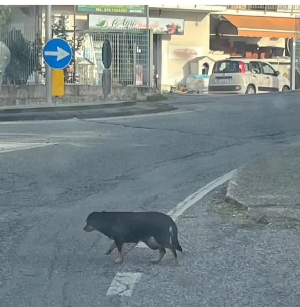 Fortuna splendida giovane cagnolina tg piccola | Foto 0