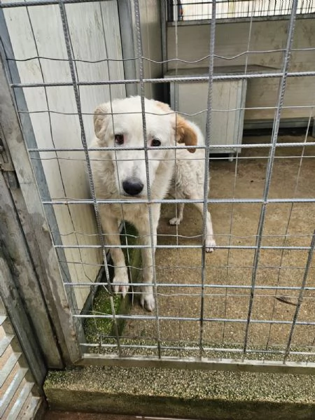 Ugo Splendido Cucciolotto Simil Maremmano  | Foto 4