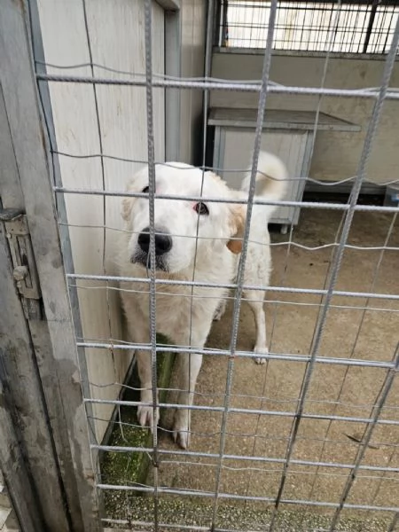 Ugo Splendido Cucciolotto Simil Maremmano 