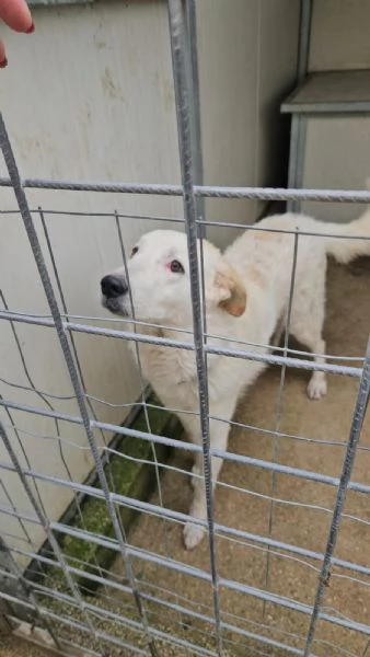 Ugo Splendido Cucciolotto Simil Maremmano  | Foto 3