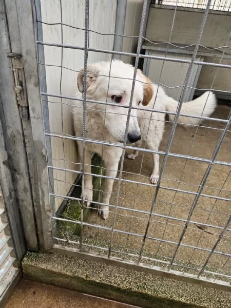 Ugo Splendido Cucciolotto Simil Maremmano  | Foto 2