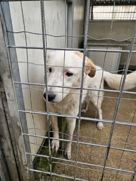 Ugo Splendido Cucciolotto Simil Maremmano  | Foto 1