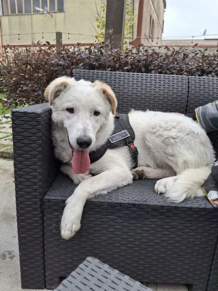 Ugo Splendido Cucciolotto Simil Maremmano  | Foto 0