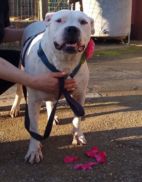 Opi splendida dogo argentino cerca famiglia  | Foto 2