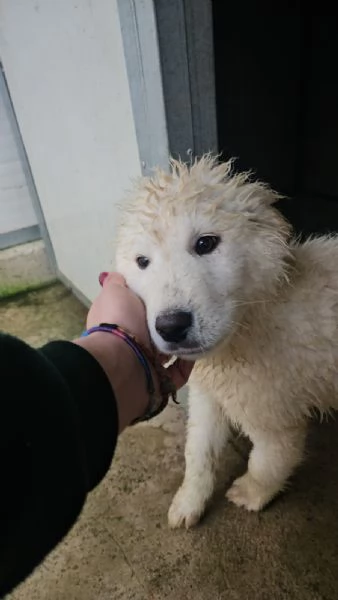 Jury Splendido Dolce Cucciolotto Simil Pastore Cerca Famiglia  | Foto 4