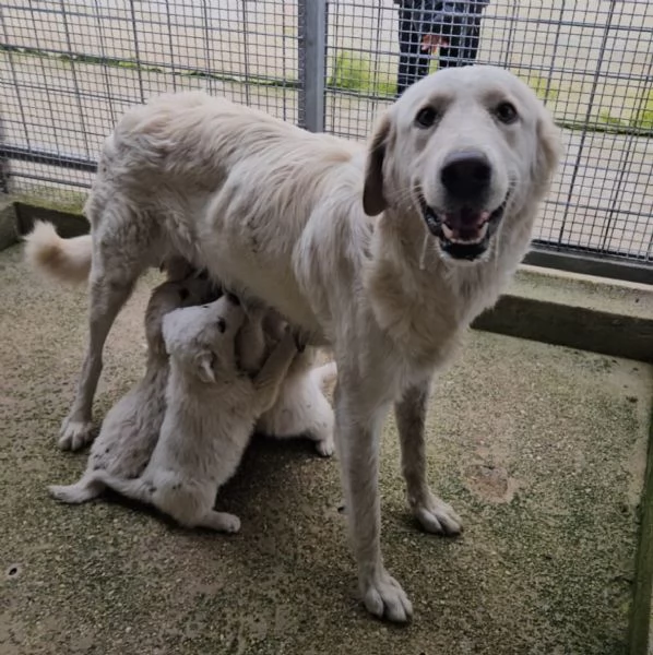Jury Splendido Dolce Cucciolotto Simil Pastore Cerca Famiglia  | Foto 1