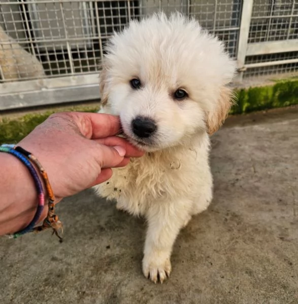 Jury Splendido Dolce Cucciolotto Simil Pastore Cerca Famiglia  | Foto 0