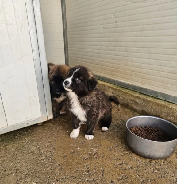 Charlie splendido soffice cucciolotto cerca famiglia  | Foto 5