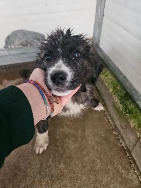 Charlie splendido soffice cucciolotto cerca famiglia  | Foto 4