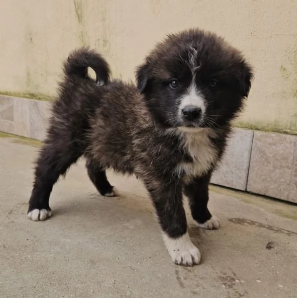 Charlie splendido soffice cucciolotto cerca famiglia  | Foto 2