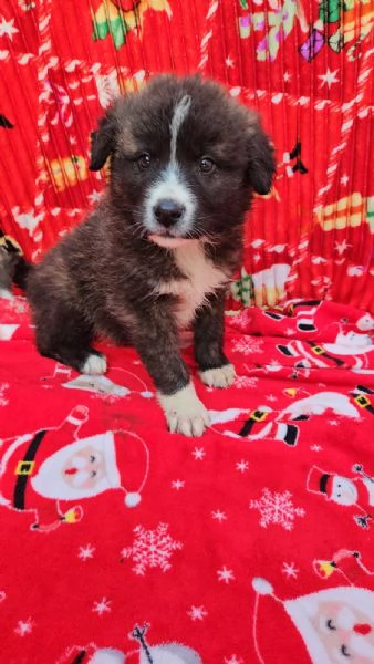 Charlie splendido soffice cucciolotto cerca famiglia  | Foto 1