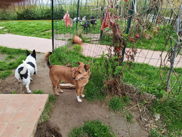 Linda splendida cagnolina taglia medio piccola | Foto 5