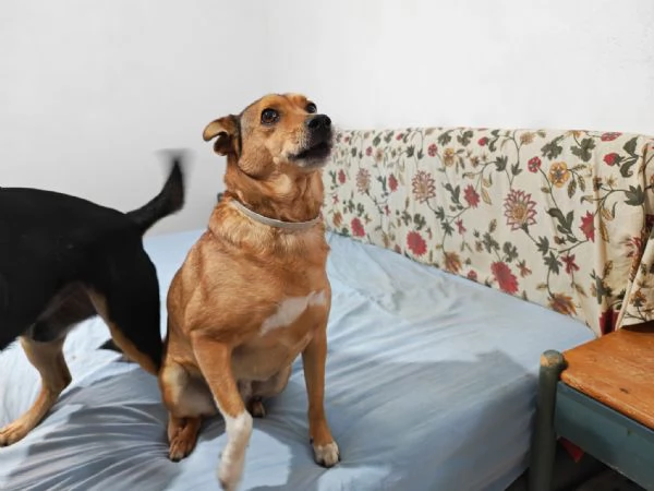 Linda splendida cagnolina taglia medio piccola | Foto 1